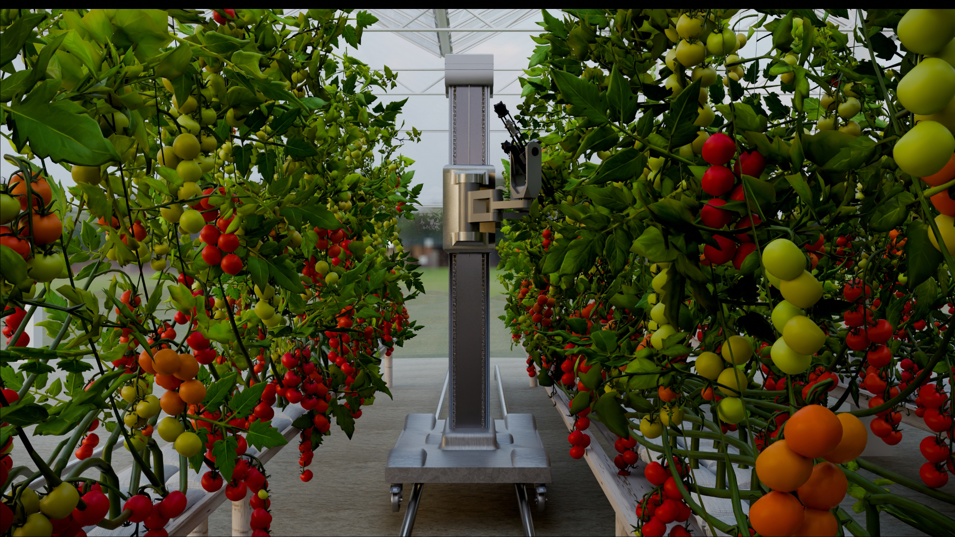 HARVIX robot operating between greenhouse tomato rows