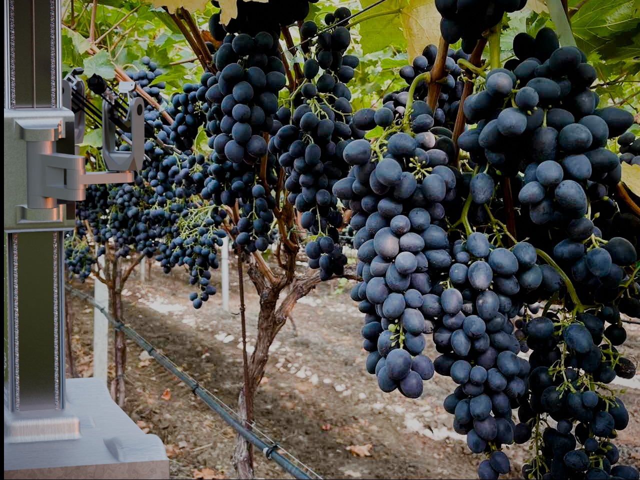 From the vineyard to HARNIX: how we built a robot for Moldova's rows