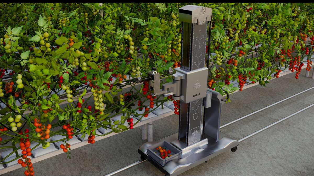 Close-up of Harvix robot harvesting tomatoes in a greenhouse