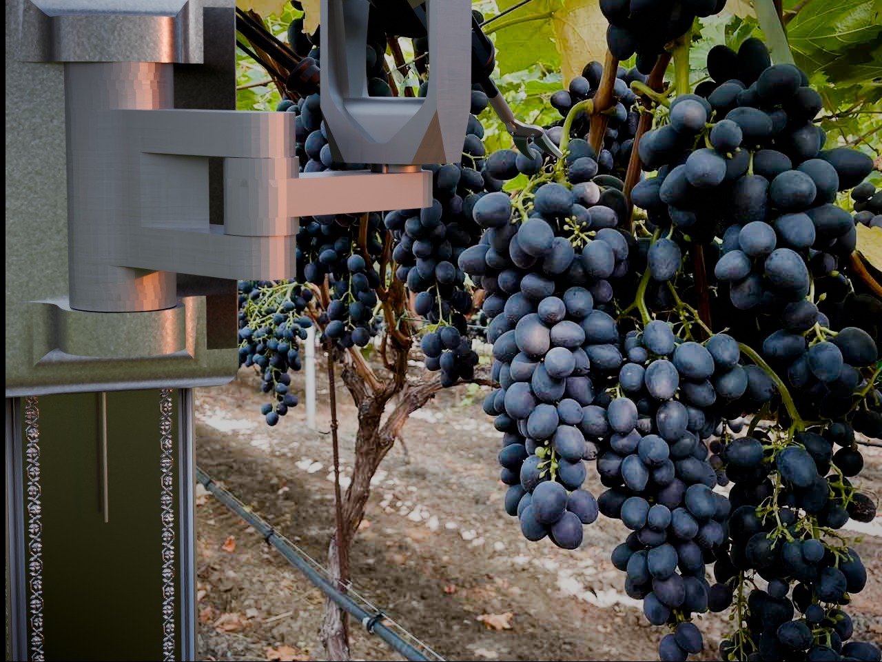 Pergola, sun, shears: a field day with our semi-autonomous robot