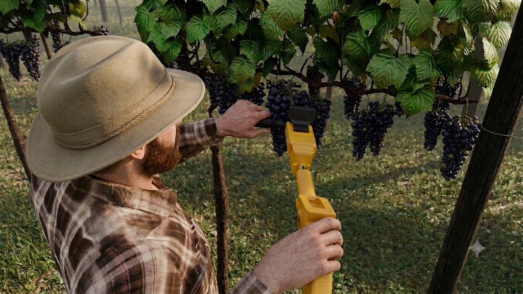A harvester cutting a grape bunch with HARPOON under the pergola