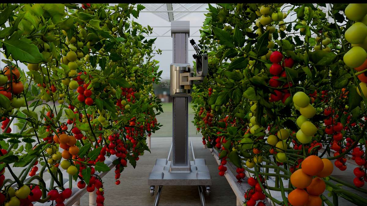 Harvix robot in greenhouse from front view