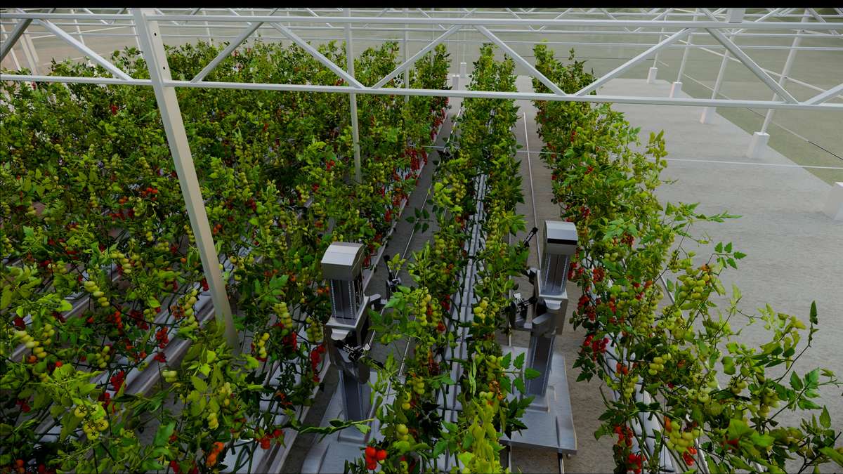 Multiple Harvix robots working in parallel inside a large greenhouse